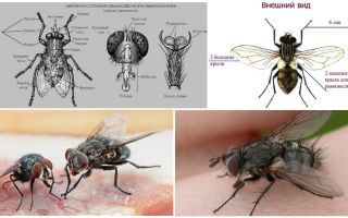 La struttura della mosca