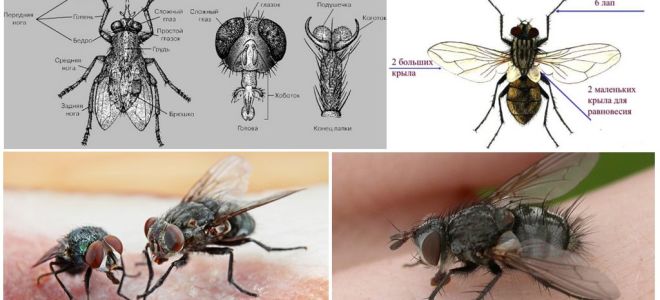 La struttura della mosca