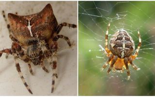 Spider jog: Foto und Effekte nach einem Bissen