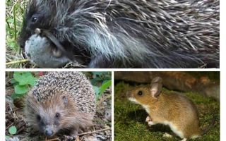 Igel essen Mäuse