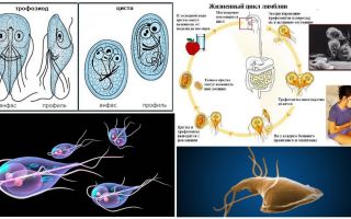 Lebenszyklus von Giardia und Behandlung von Zysten