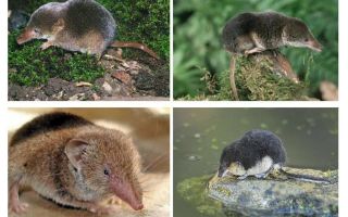 Mouse Shrew