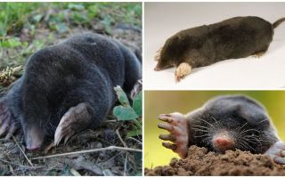 Looks like a mole - real photos and description