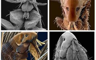 What fleas look like in the photo: their varieties and structural features