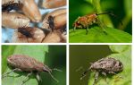 Beetle weevil and its larvae