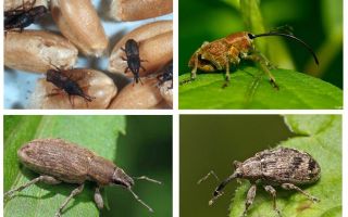 Käfer Rüsselkäfer und seine Larven