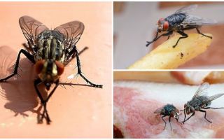 Why flies rub their paws