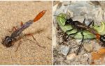 Ammophile Digging Wasp