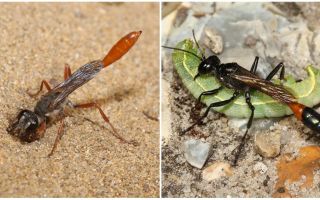 Ammophile Digging Wasp