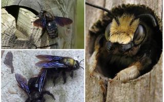 Wie man Holzbienen von einem Holzhaus entfernt