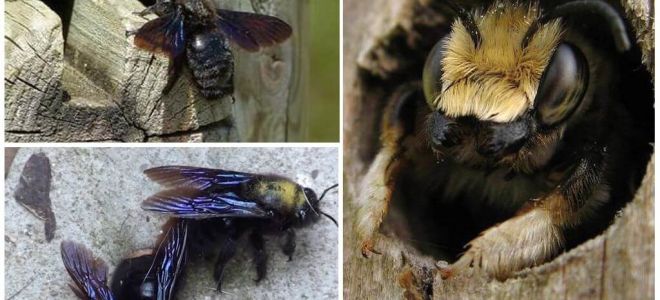 Wie man Holzbienen von einem Holzhaus entfernt