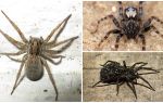 Wolf spiders