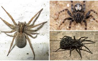 Wolf spiders