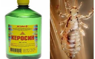 How to remove kerosene lice and nits