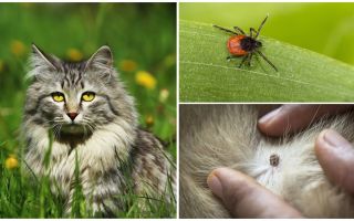 Was zu tun ist und wie man eine Zecke bei einer Katze oder Katze behandelt