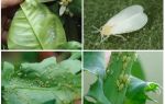 Pests of indoor plants: photos and measures to combat them