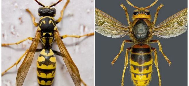 What is the difference between the hornet and the wasp