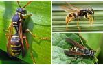 Description and photo of a paper wasp