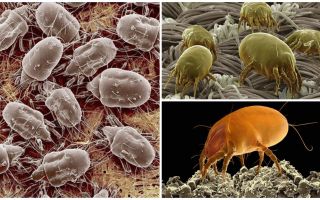 Description and photos of dust mites