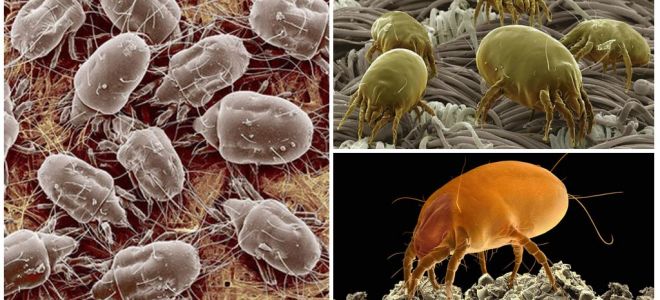 Description and photos of dust mites