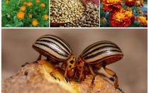 Folk remedies for the Colorado potato beetle on potatoes