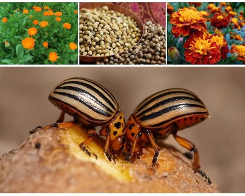 Rimedi popolari per lo scarafaggio della patata del Colorado sulle patate