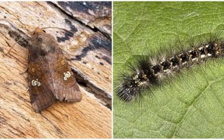 Beschreibung und Foto von Schmetterlingen und Raupen schaufeln, wie man kämpft