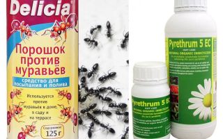 Ant poison in an apartment or house