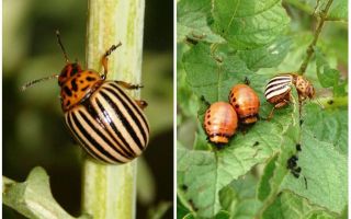 How and when did the Colorado potato beetle appear in Russia?