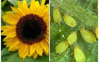 Wie man mit Blattläuse auf Sonnenblume handelt