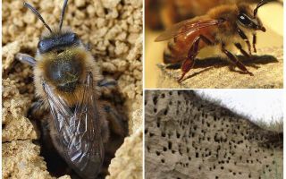 How to remove earth bees from the site