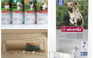 Drops Advantiks from fleas for dogs