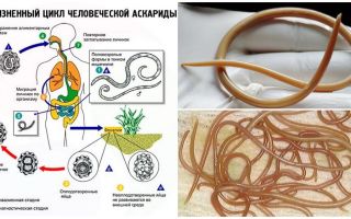 Sintomi e trattamento dell'ascariata negli adulti