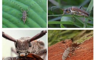 Beetle long-nosed gray barbel