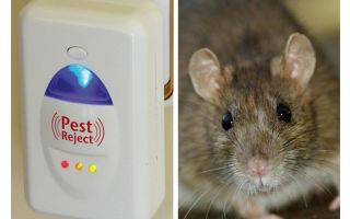 Pest Redzhekt ultrasonic repeller rodents and insects