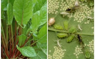 How to get rid of aphids on sorrel