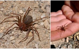 Brown hermit spider