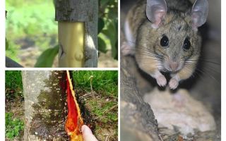 How to save the apple tree, if the bark nabbed mice