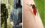 Roba de mosquits, paparres i mosquits: una visió general