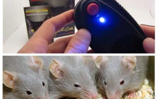 Repeller Mäuse und Ratten Elektrokot