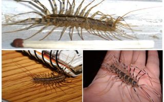 Flycatcher ordinary or home centipede