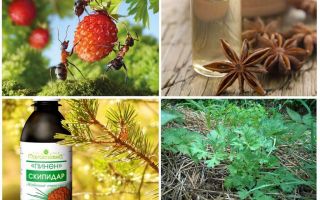 How to deal with ants in strawberries