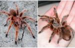 Description and photos of tarantulas