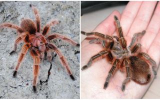 Description and photos of tarantulas