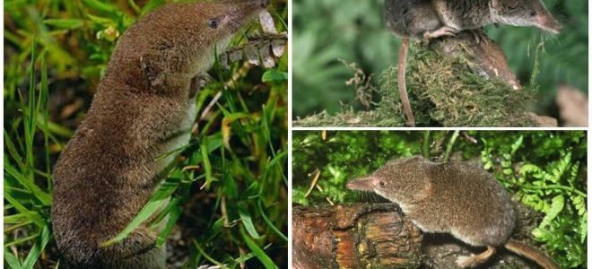 How to get rid of shrews in the area, the most effective way