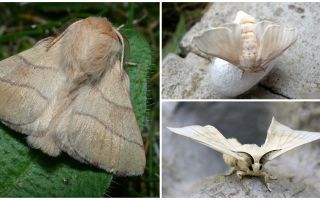 Beschreibung und Foto von Raupe und Seidenraupe Schmetterling