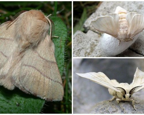 Opis i fotografija gusjenice i leptira svilene bube