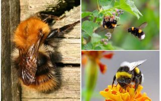 How to remove bumblebees from home