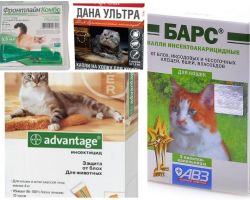 Капки на холката от бълхи за котки и котенца