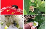 Strawberry weevil